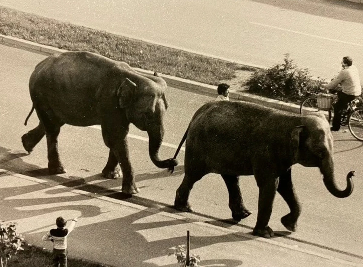 banfica – cirkus slonovi stare slike – privatna arhiva (39)