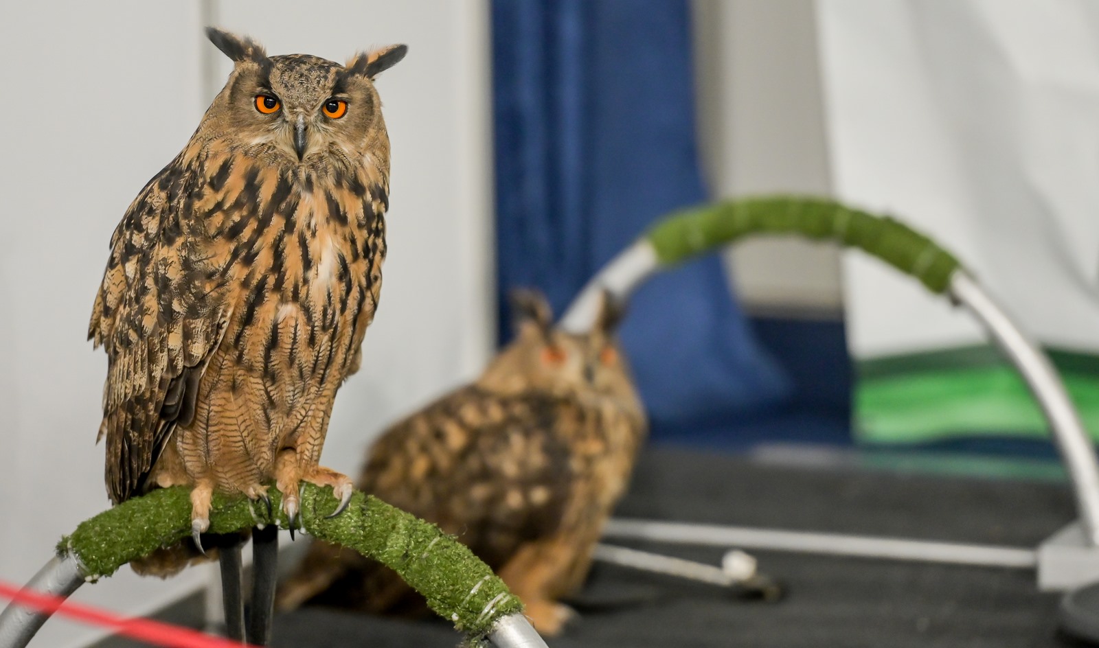 Image 5861181 (auto)