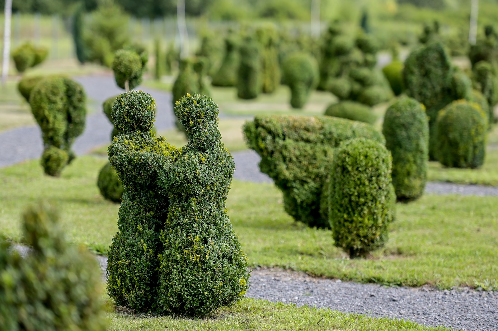 topiary