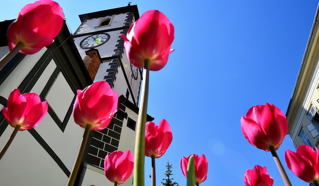 Proljeće 2020. godine, cvijeće, varaždin