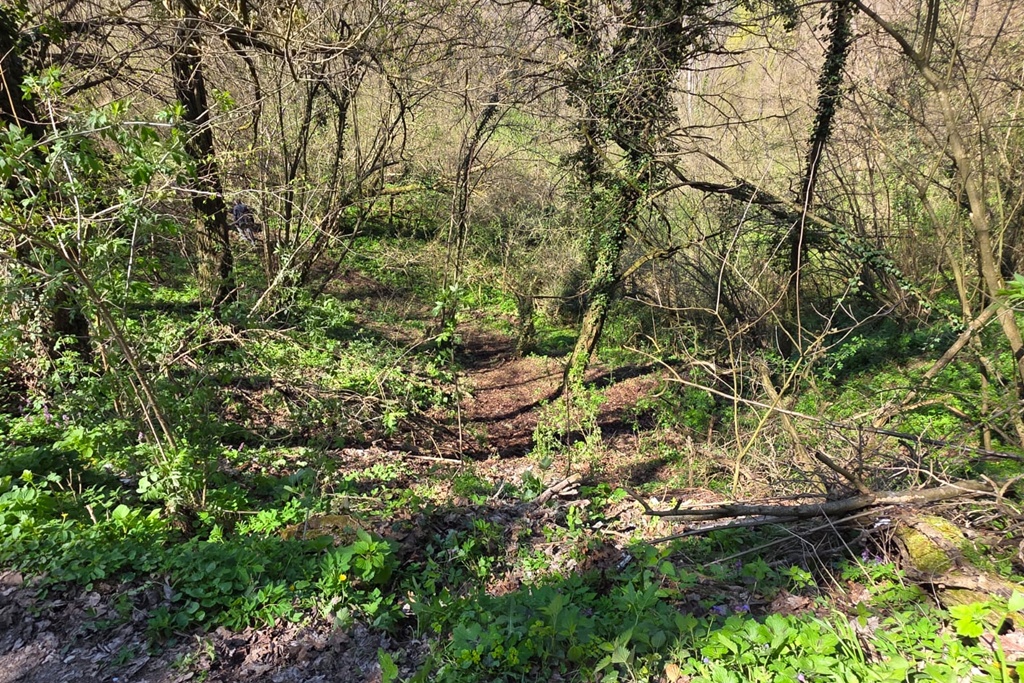 bednja-zelena cistka (1) bednja-zelena cistka (1)