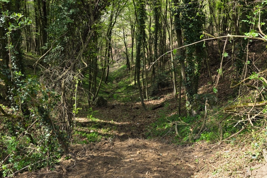 bednja-zelena cistka (19) bednja-zelena cistka (19)