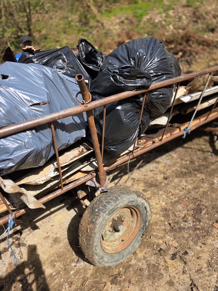 bednja-zelena cistka (20) bednja-zelena cistka (20)