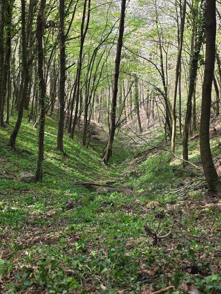 bednja-zelena cistka (21) bednja-zelena cistka (21)
