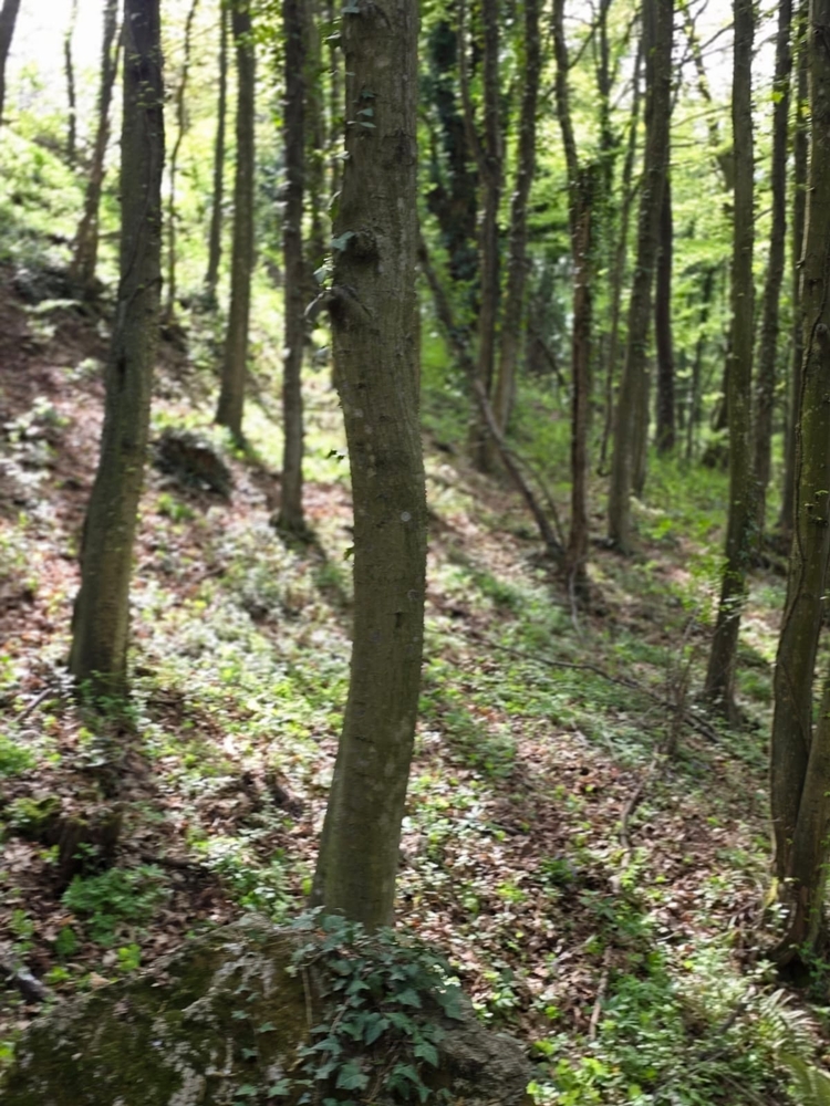 bednja-zelena cistka (22) bednja-zelena cistka (22)