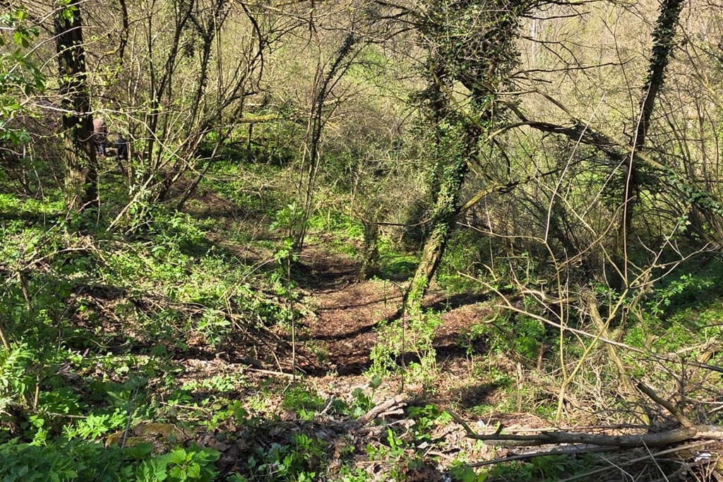 bednja-zelena cistka (5) bednja-zelena cistka (5)