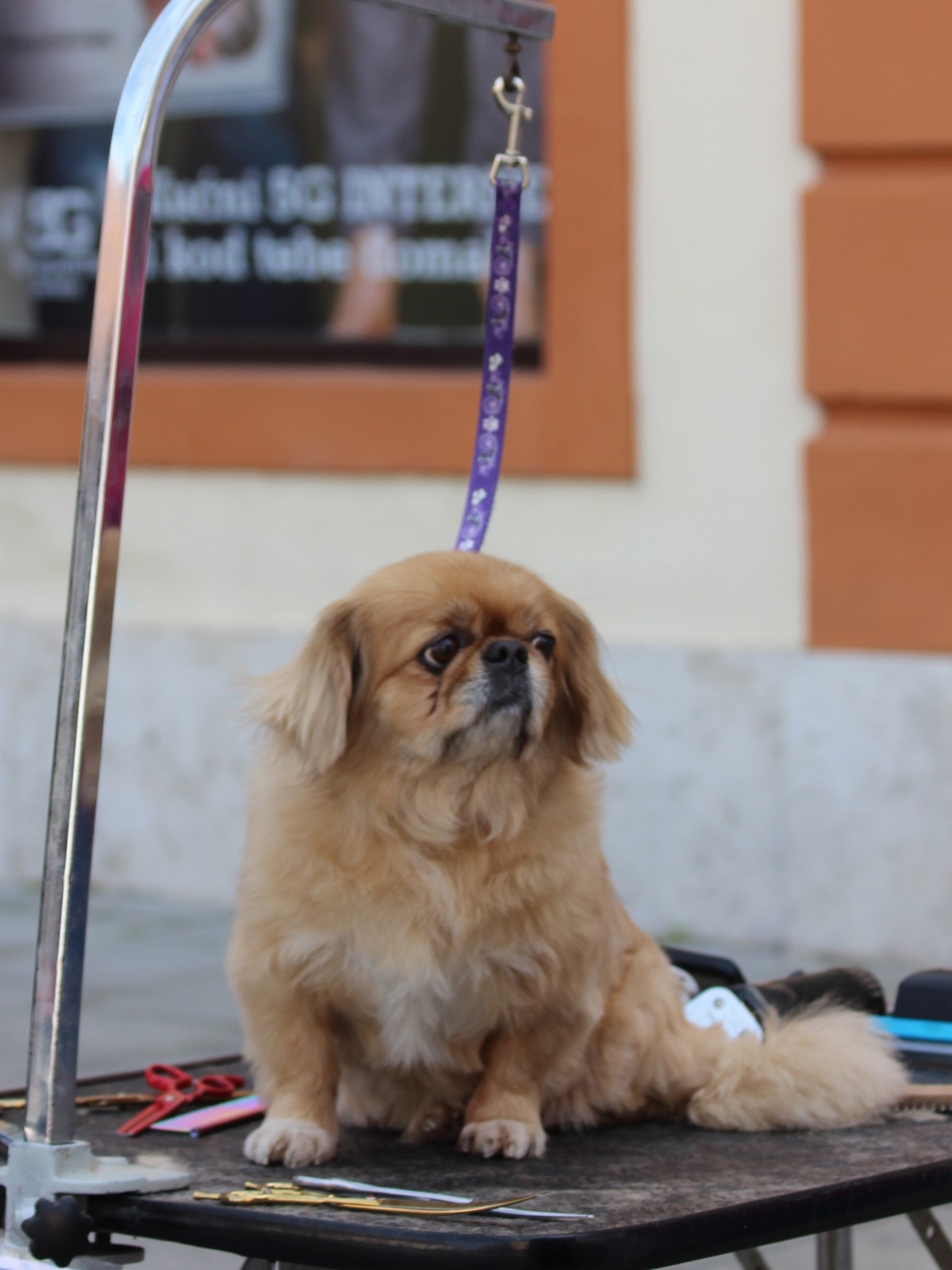 Klikom po Varaždinu 1.4.2023.