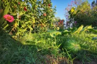 biskupecki vrtovi 2025 – goran stimec 10