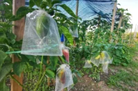 biskupecki vrtovi 2025 – goran stimec 13