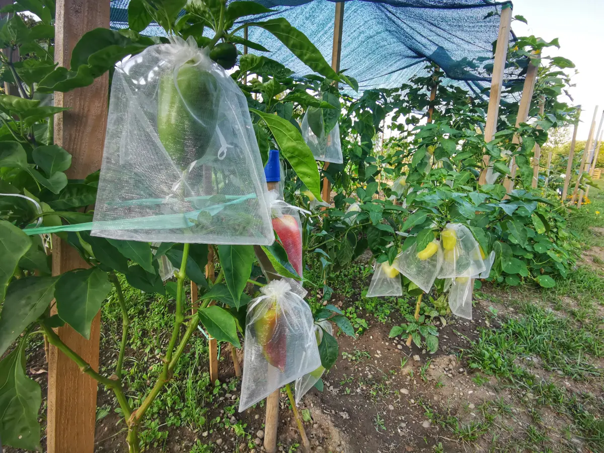 biskupecki vrtovi 2025 – goran stimec 13