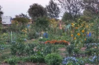 biskupecki vrtovi 2025 – goran stimec 21