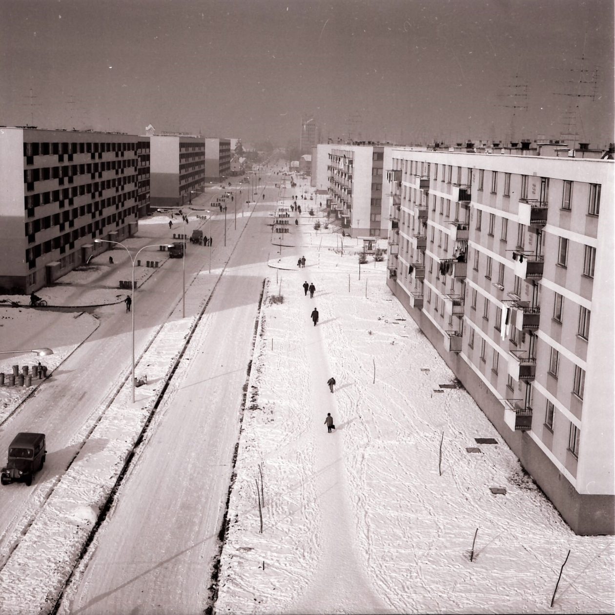 brezovec zimski đurek