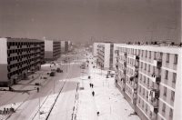 brezovec zimski đurek