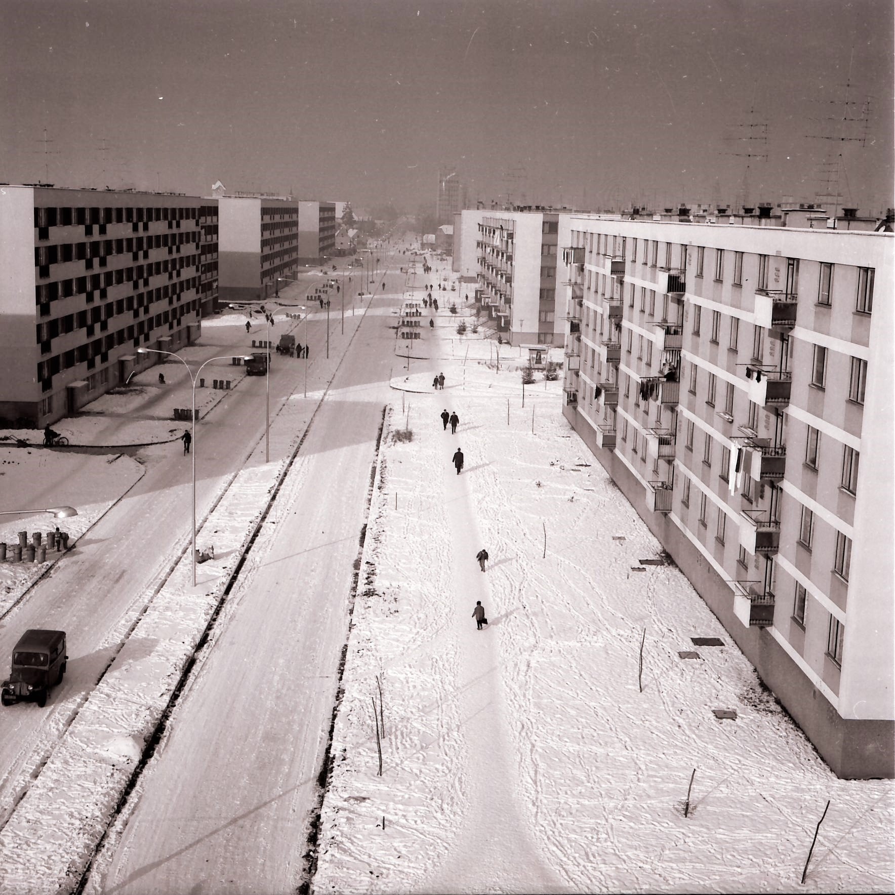 brezovec zimski đurek