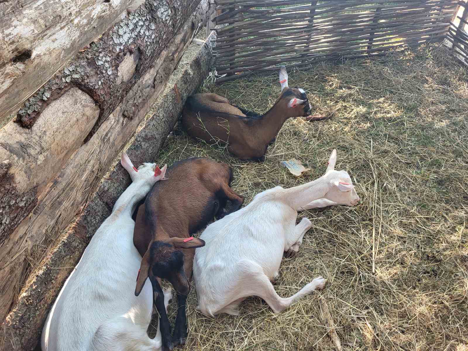 NA KOPRVNIČKIM BEDEMIMA Renesansni festival i ove godine privukao mnoštvo posjetitelja