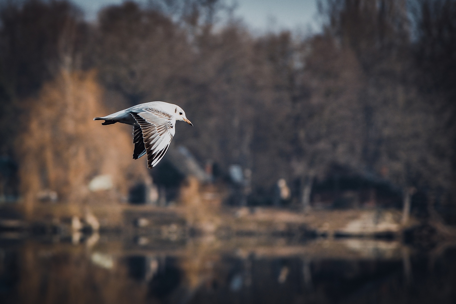 Drava, dravska špica, zima 21.1.2020.