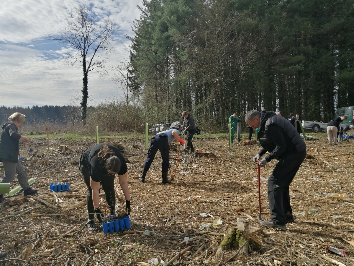 sadnja drveća u Zelendvoru