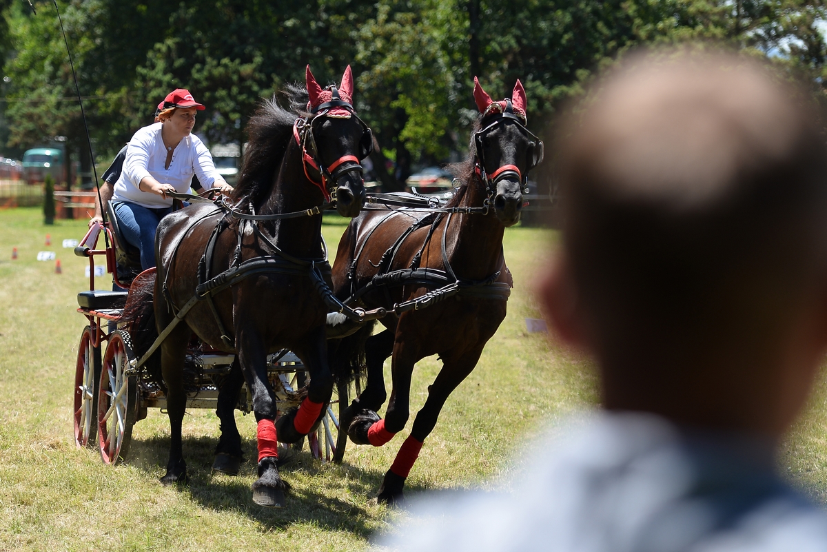 Konjičke igre u Zelendvoru