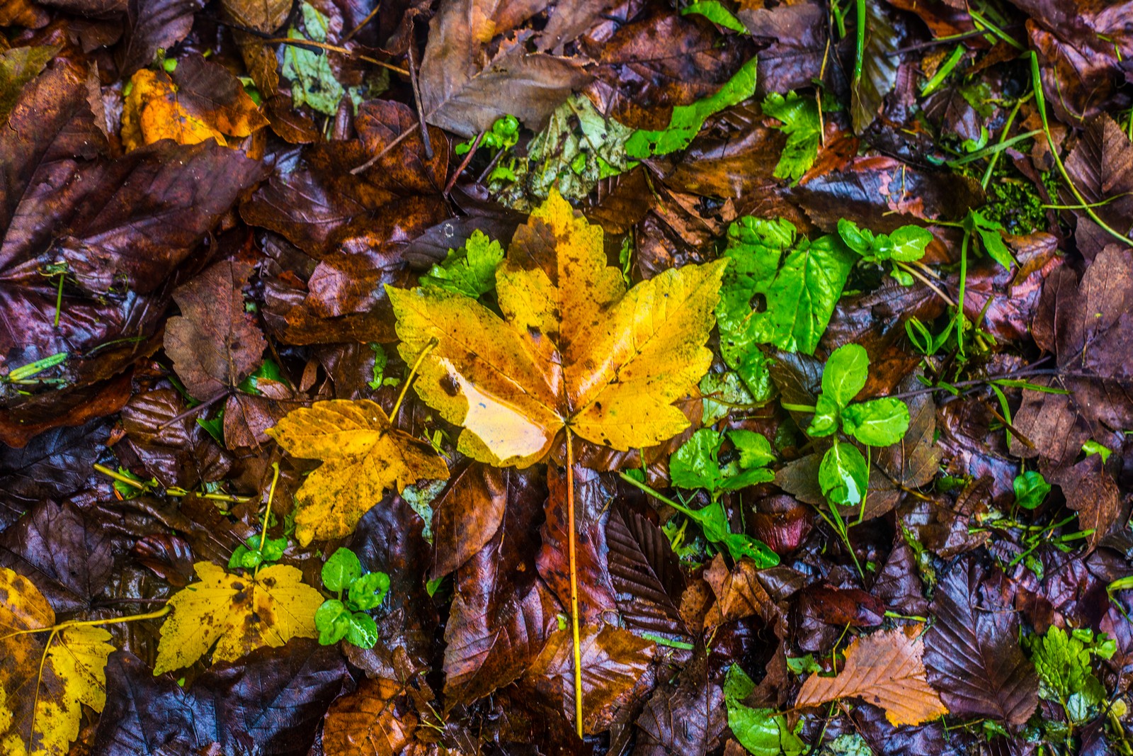 Jesen u Trakošćanu