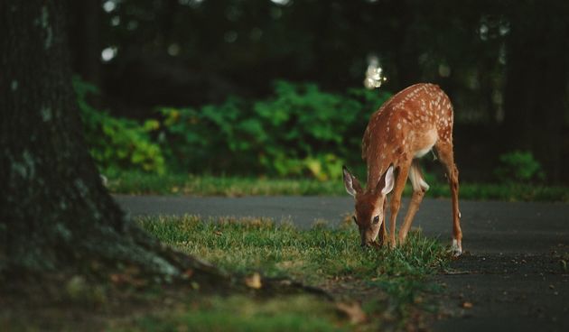 Jelen na cesti, nalet na divljač