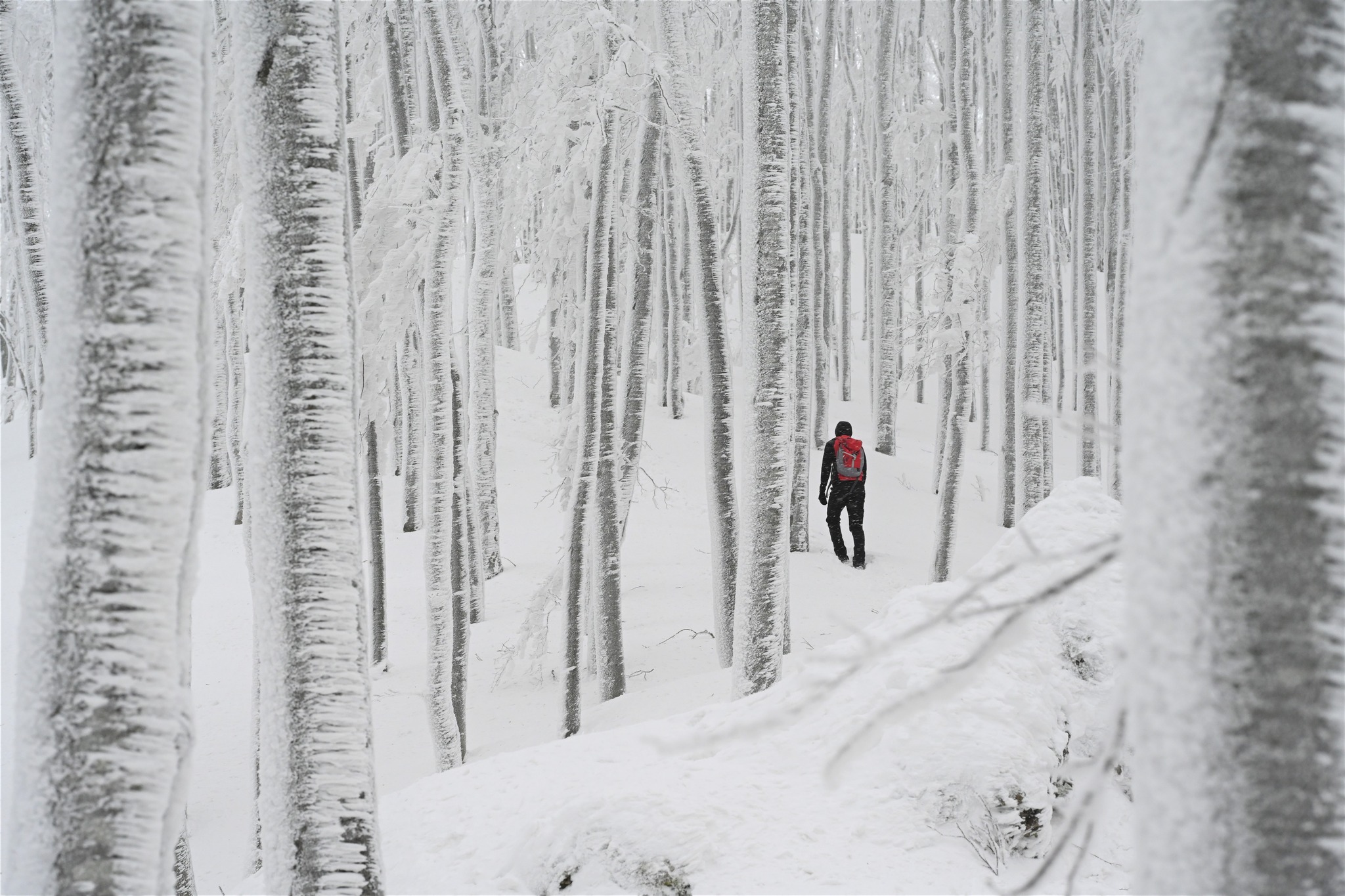 Ivanščica snijeg zima prognoza planina šuma