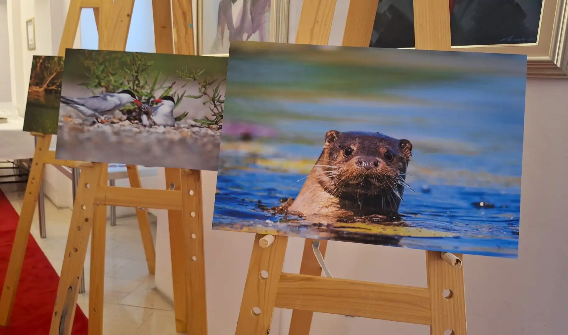 dan_rijeke_drave_2024 (2) dan_rijeke_drave_2024 (2)