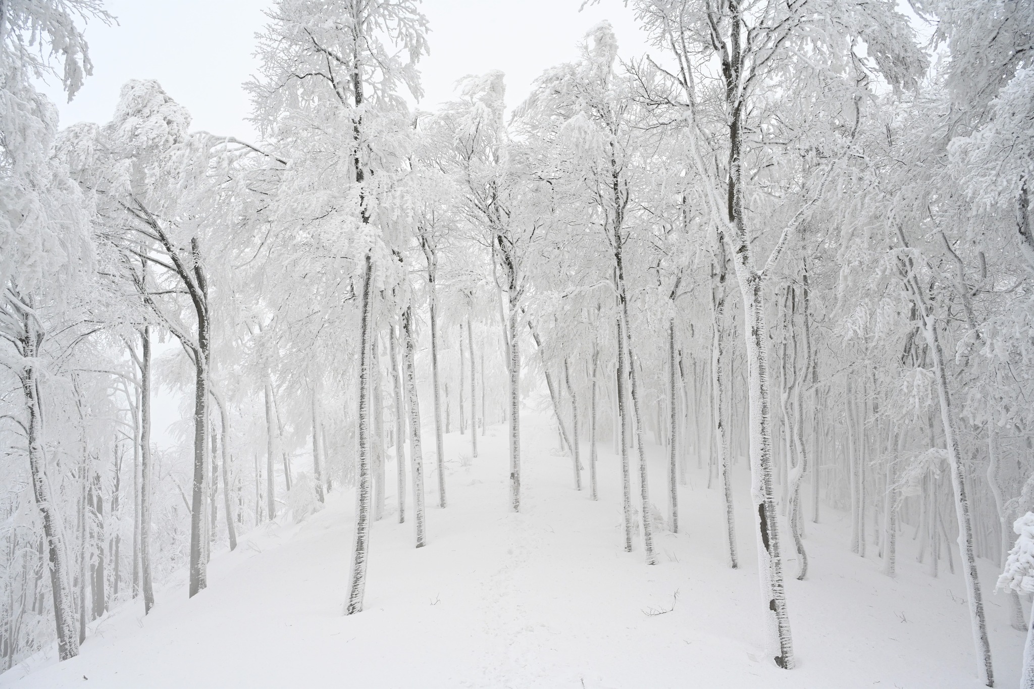 Ivanščica snijeg zima prognoza planina šuma