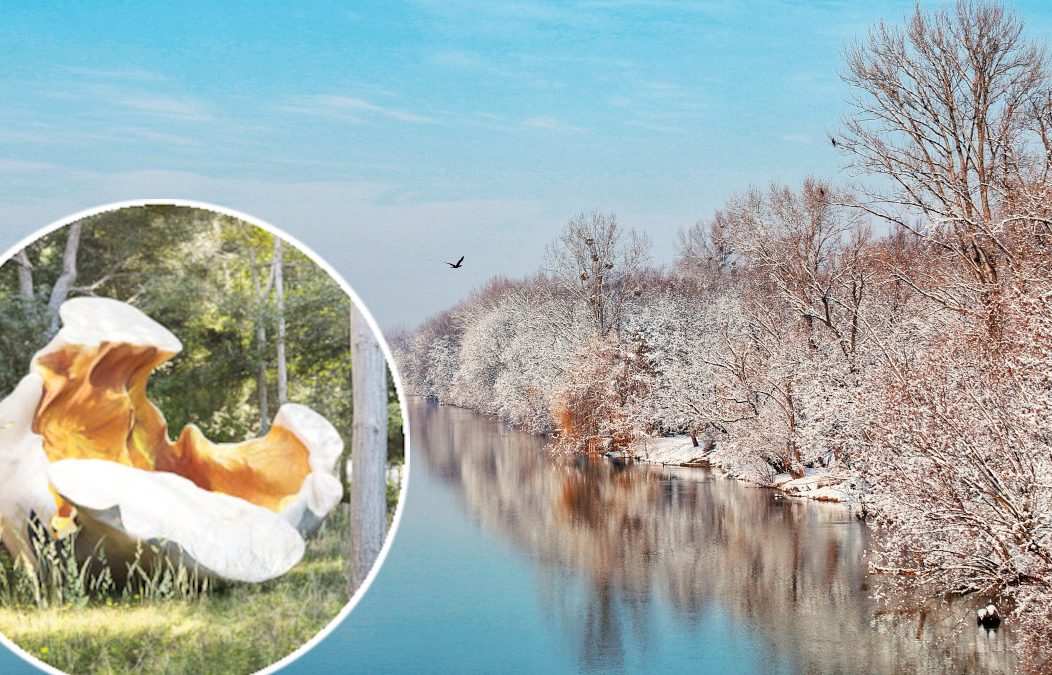 drava popcorn – denis vlasic