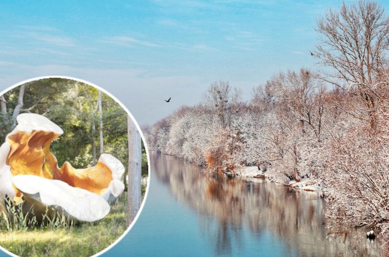 drava popcorn – denis vlasic