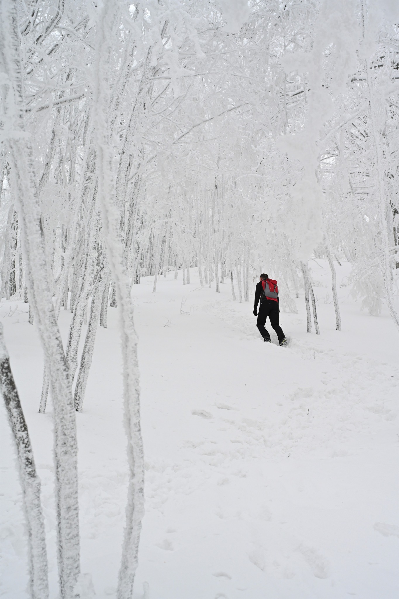 Ivanščica snijeg zima prognoza planina šuma