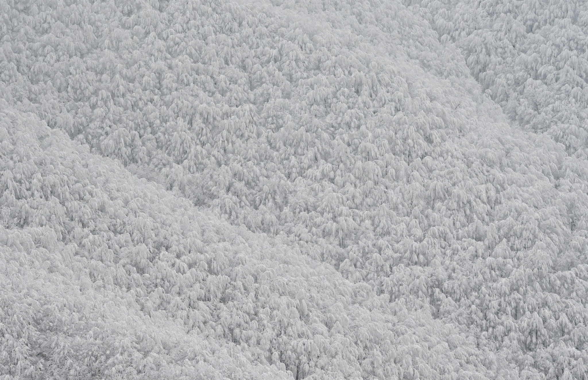 Ivanščica snijeg zima prognoza planina šuma