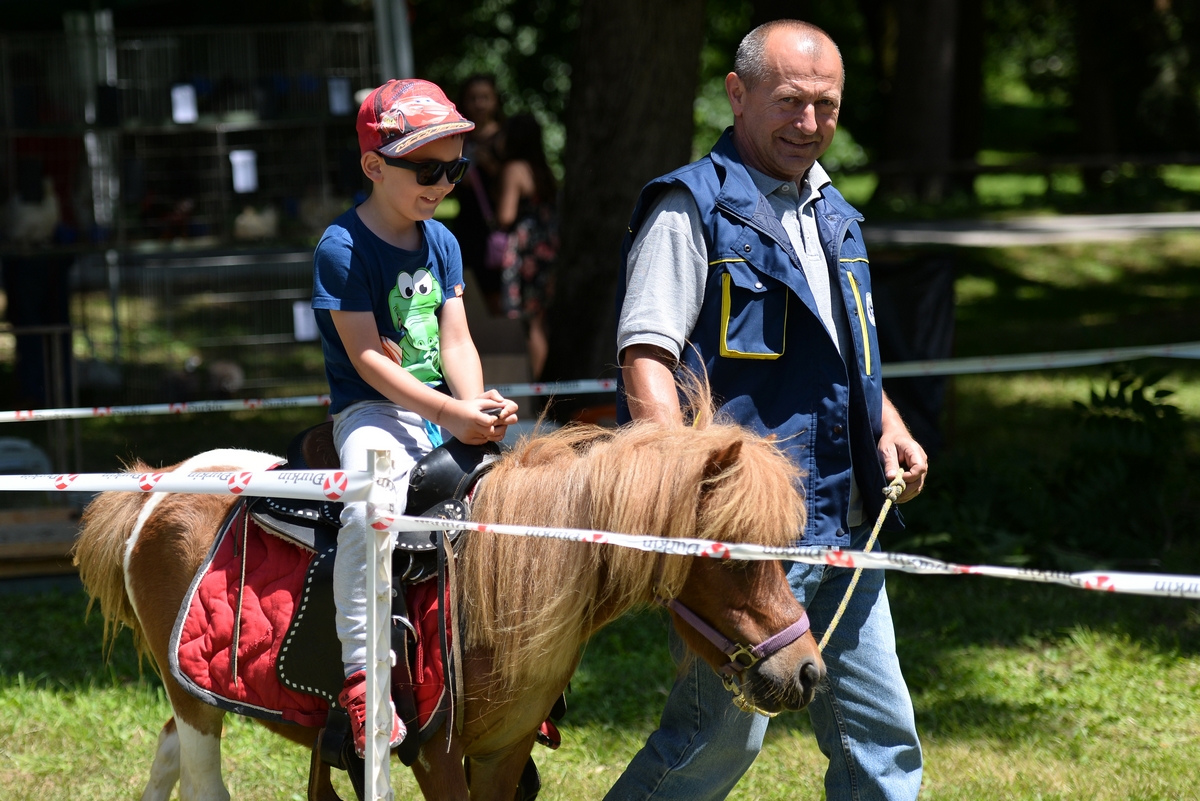 Konjičke igre u Zelendvoru