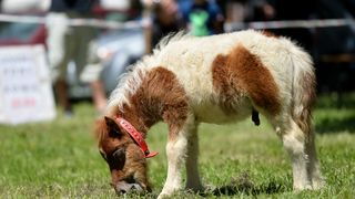 Konjičke igre u Zelendvoru