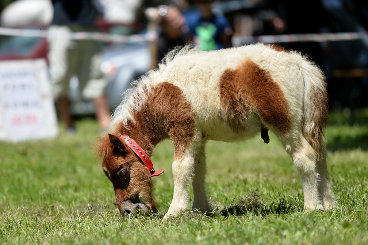 Konjičke igre u Zelendvoru
