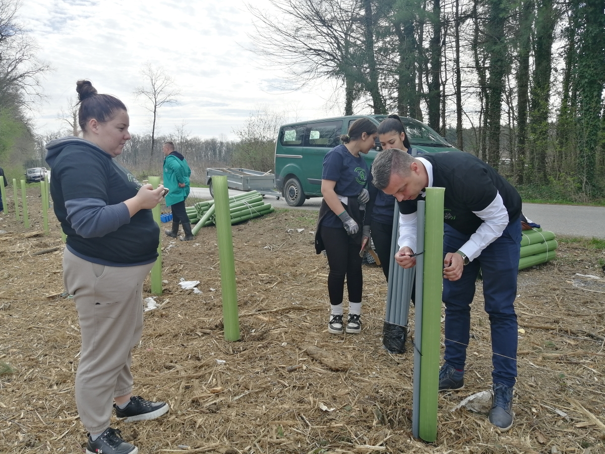sadnja drveća u Zelendvoru
