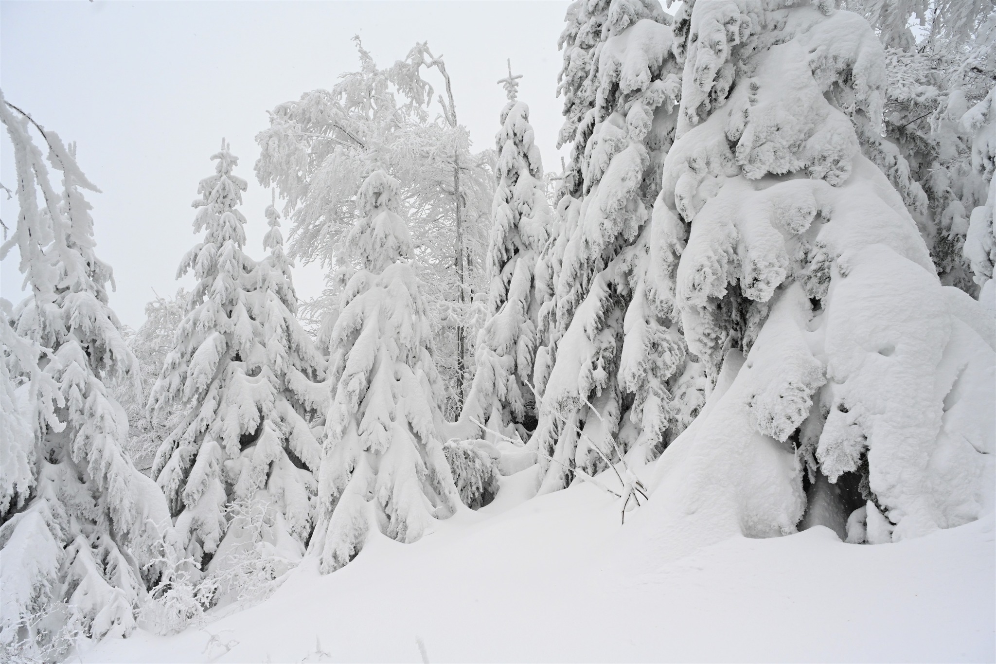 Ivanščica snijeg zima prognoza planina šuma
