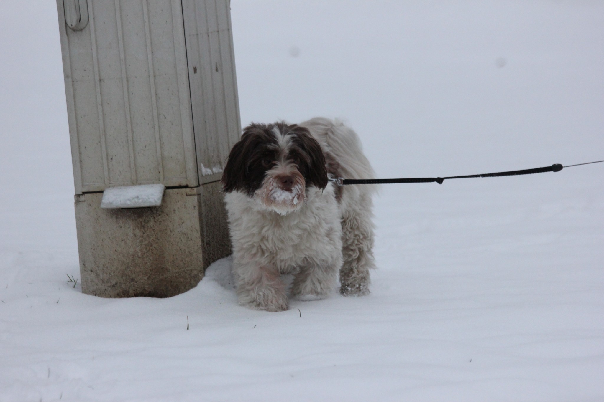 Prvi snijeg 2019., Varaždin