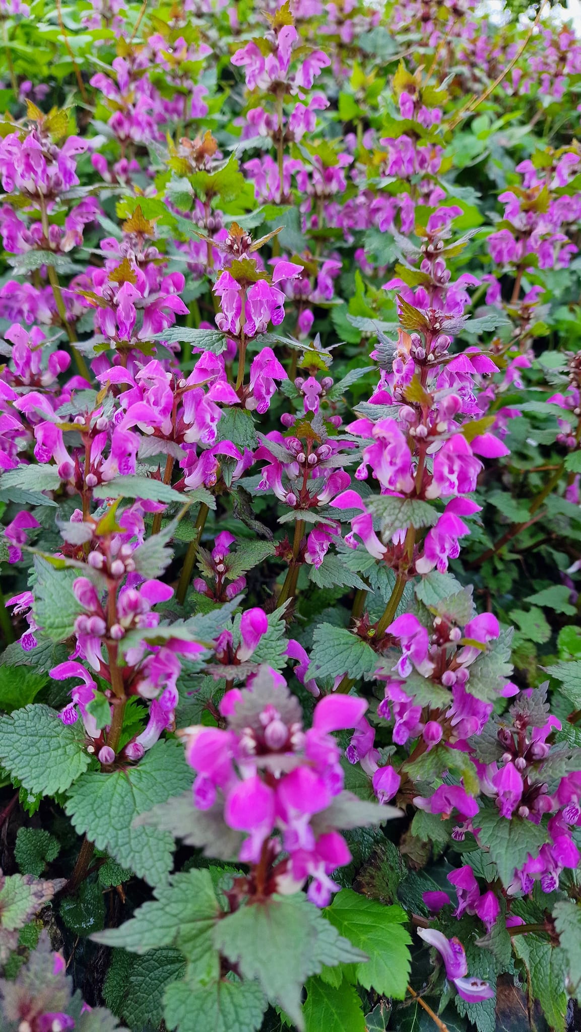 Image 5647565 (auto)