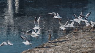 Drava, dravska špica, zima 21.1.2020.