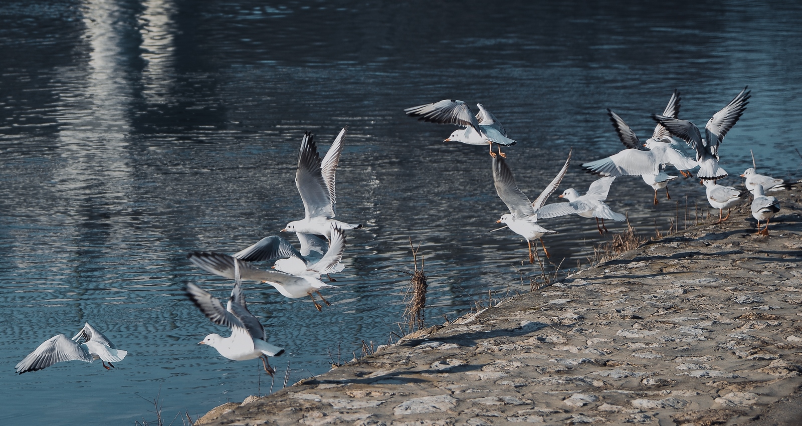 Drava, dravska špica, zima 21.1.2020.
