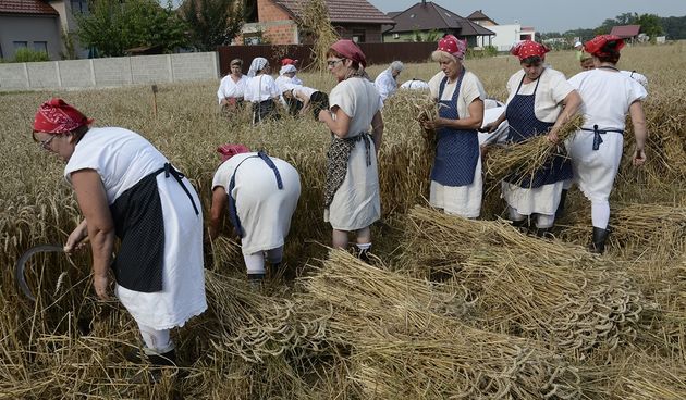 Žetvene svečanosti u Trnovcu Bartolovečkom