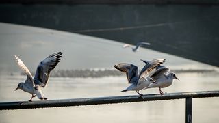 Drava, dravska špica, zima 21.1.2020.