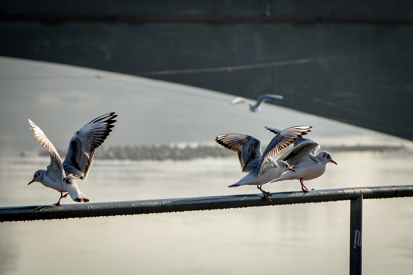 Drava, dravska špica, zima 21.1.2020.