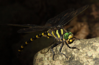 gorski potočar – JU Priroda Vž – M Jelić gorski potočar – JU Priroda Vž – M Jelić