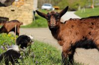 gvt camino (18) gvt camino (18)