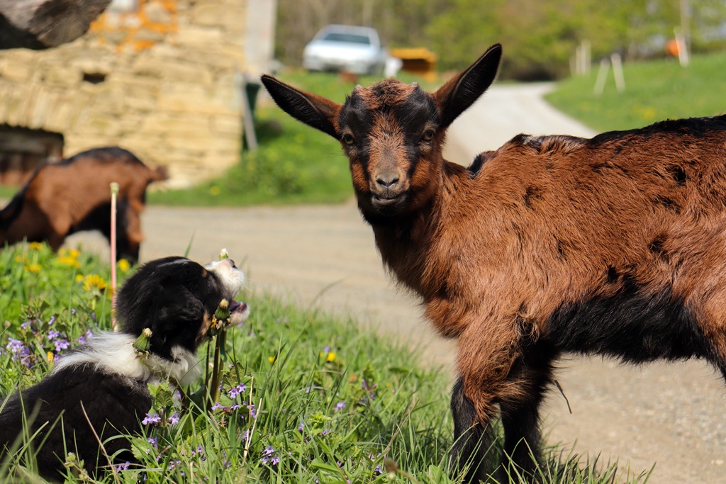 gvt camino (18) gvt camino (18)