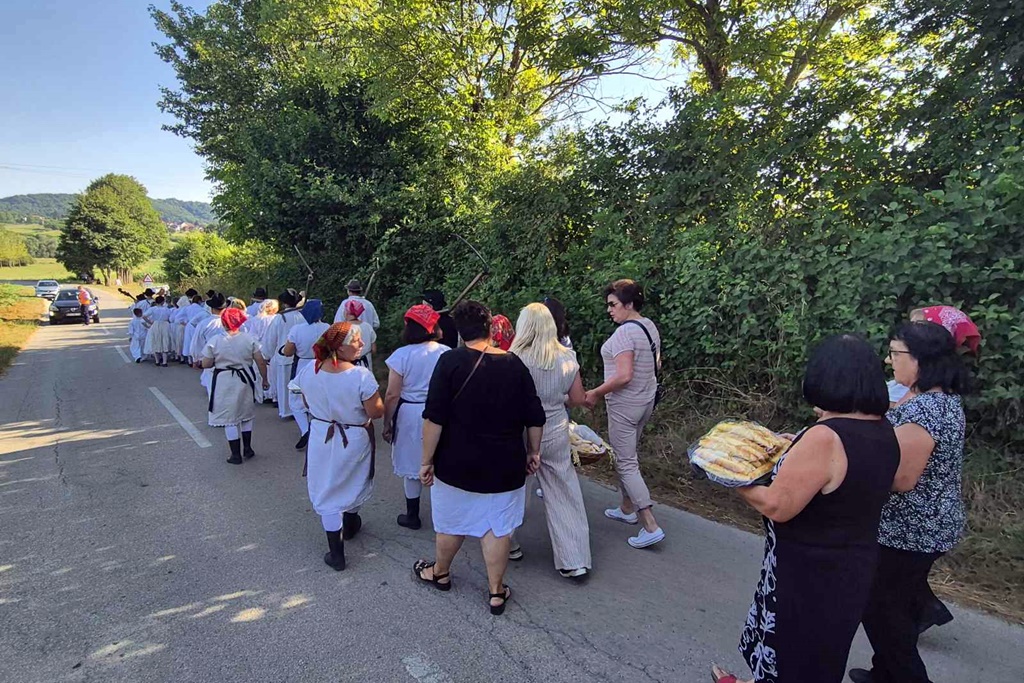 gvt rucna zetva razi (12)