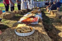 gvt rucna zetva razi (6)