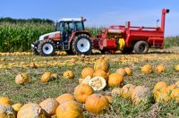 ilustracija_polje_buce