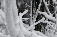 ivanscica snijeg – zoran stanko (1)